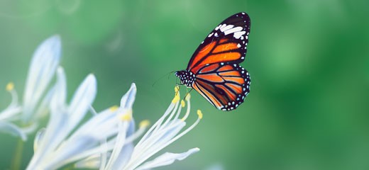 Mindfulness Butterfly