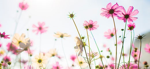 Pink flowers blooming