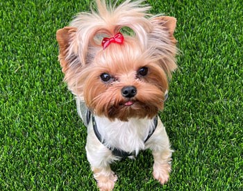 Lovey, Pet Therapist