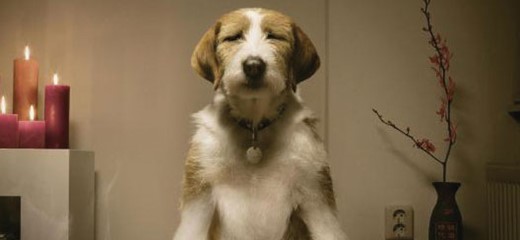 Mindfulness Dog